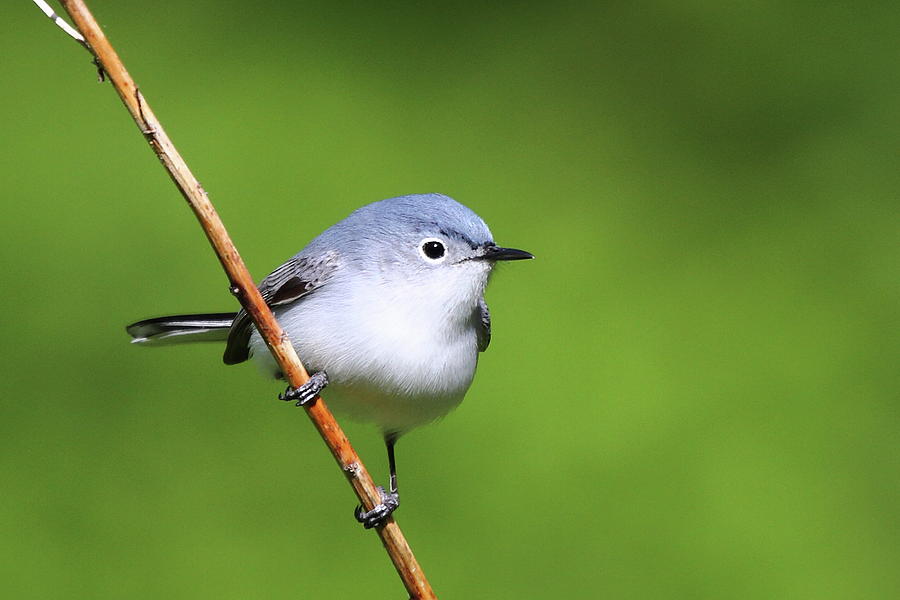 Blue-gray Gnatcatcher, Bird Gallery