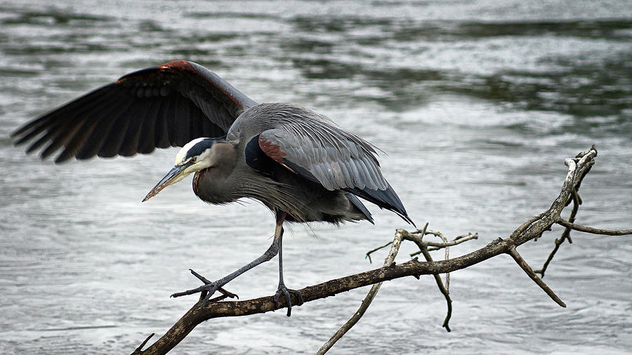 Blue Heron Ballet #1 Photograph by Cameron Wood