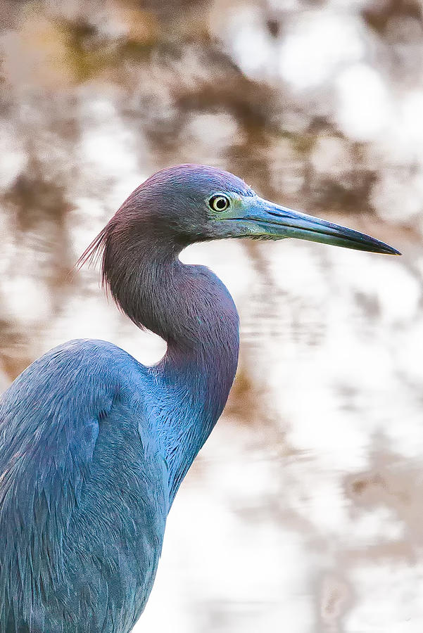 Blue Heron #1 Photograph by Charles Aitken