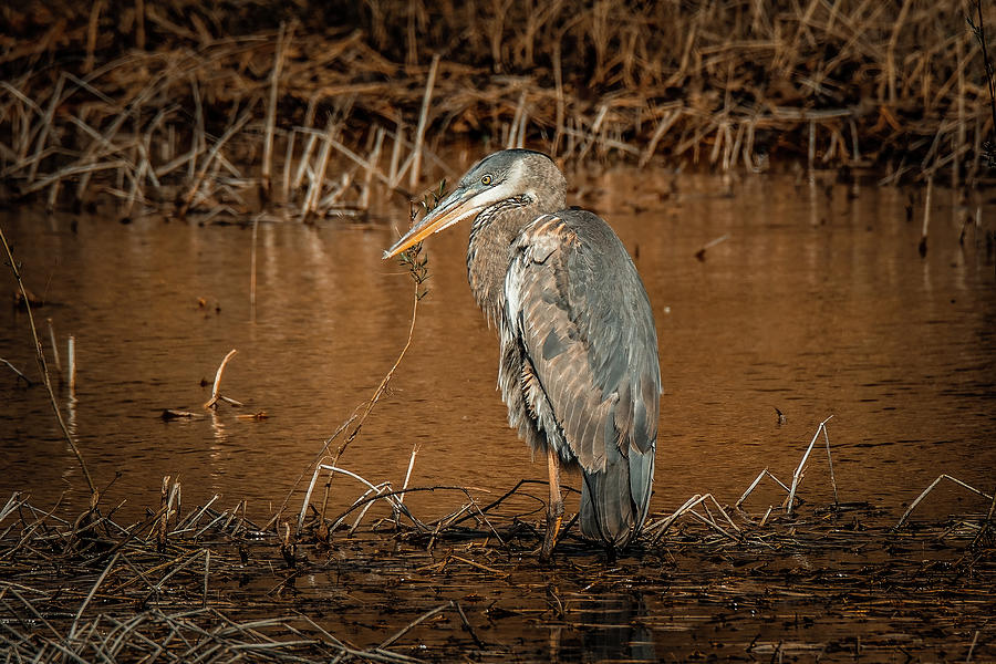 Blue Heron #1 Photograph by Doug Long