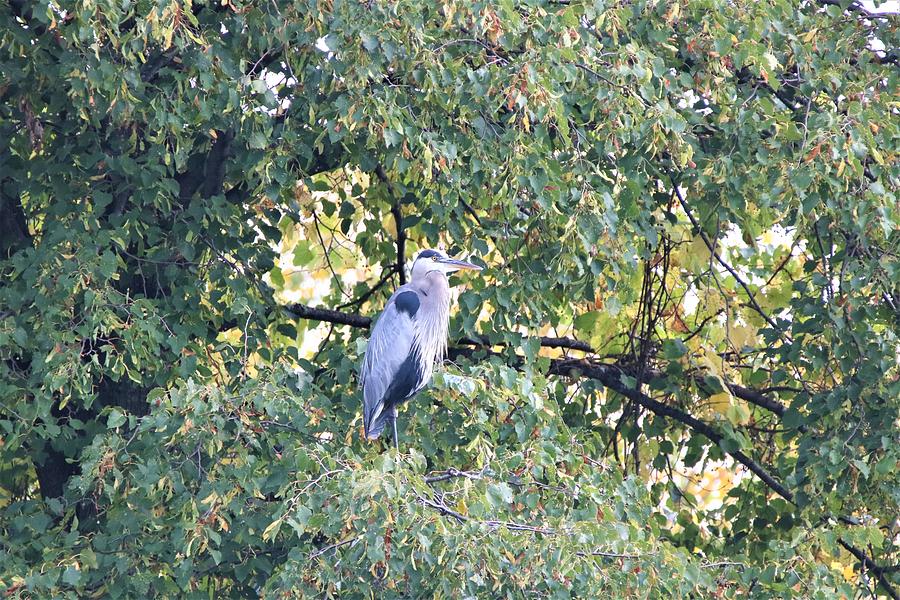 Blue Heron in a tree #1 Photograph by Gerald Salamone