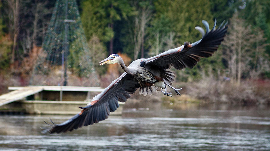 Blue Heron in Flight #1 Photograph by Cameron Wood