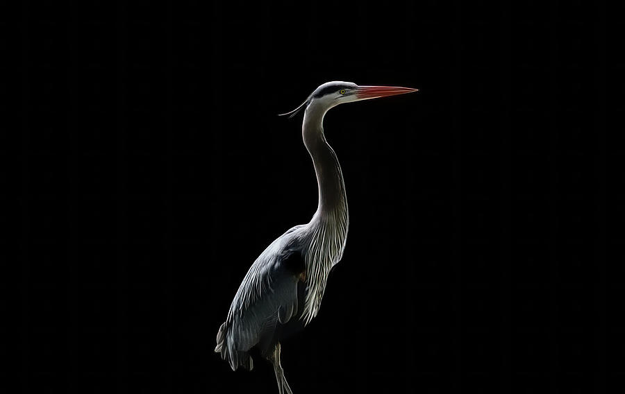 Blue Heron #1 Photograph by Jim Signorelli