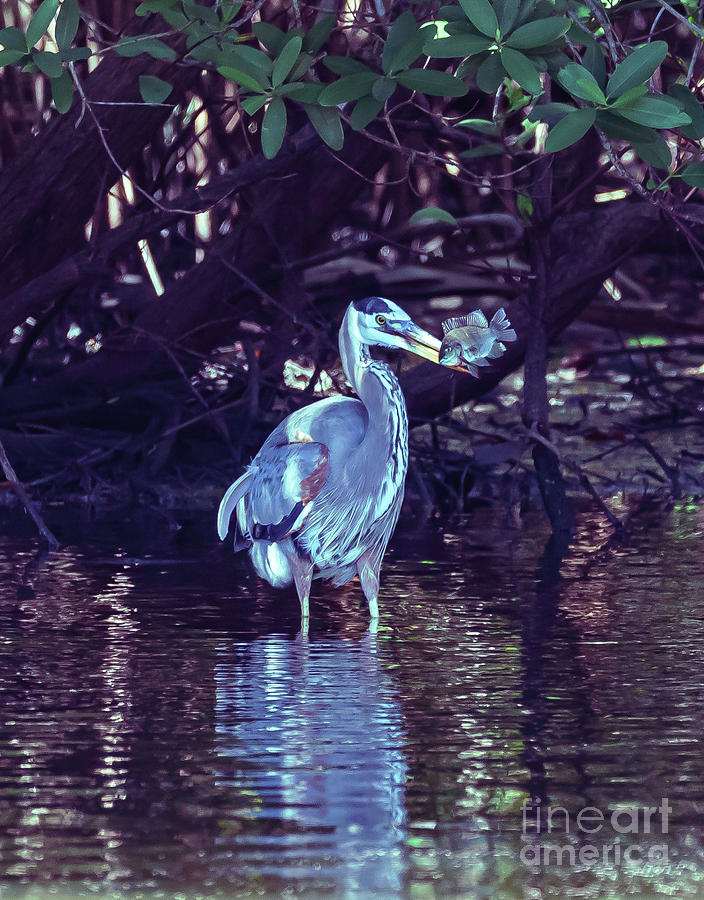 Blue Heron Photograph By Joey Calmes Fine Art America