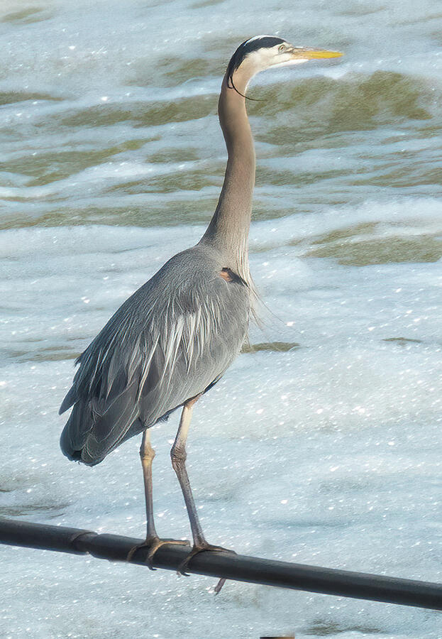 Blue Heron #1 Photograph by Minnie Gallman Blue Heron #1 Photograph by Minnie Gallman