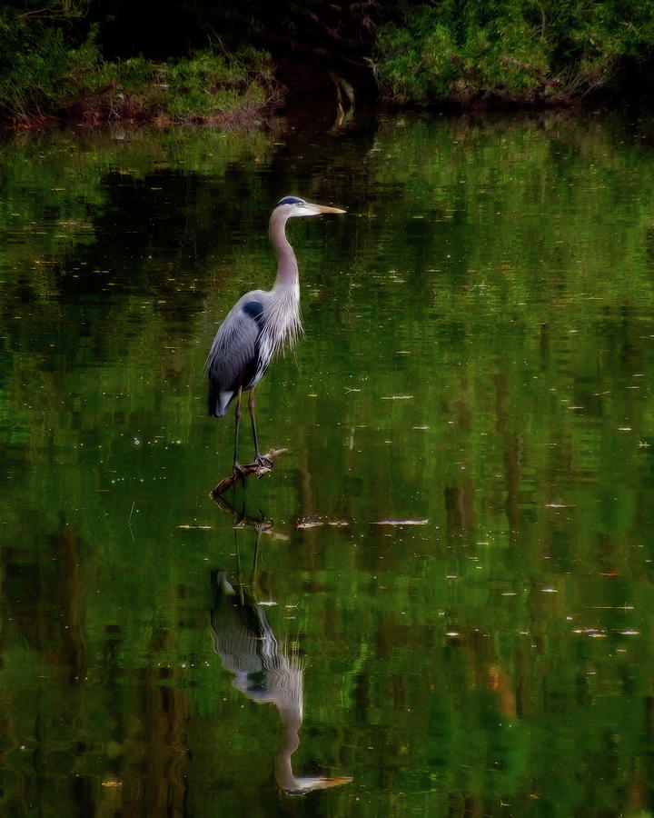 Blue Heron Mirror Image Digital Art by Don Wright - Fine Art America