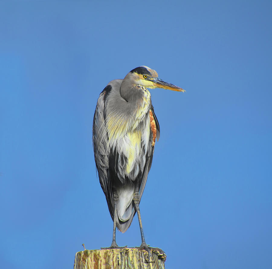 Blue Heron on a Piling 2 #1 Photograph by Barbara Snyder