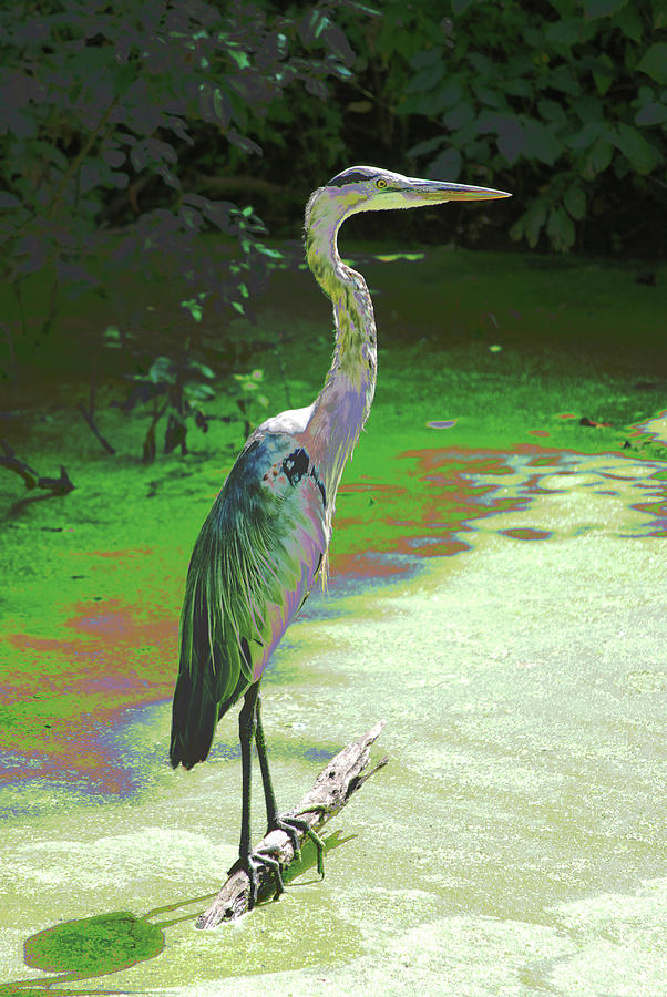 Blue Heron Revision  #1 Digital Art by Don Wright