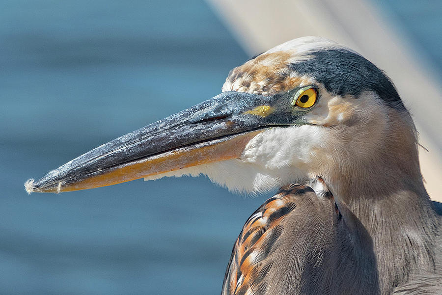 Blue Heron Up Close #1 Photograph by Jim Vallee