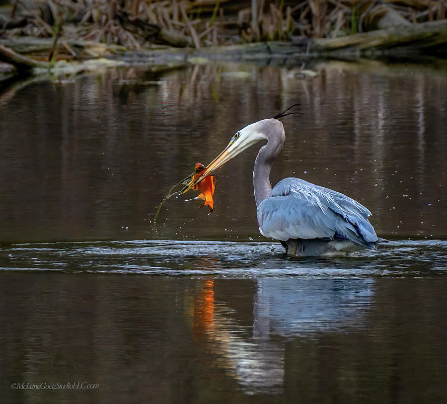 Blue Heron With Bass Photograph