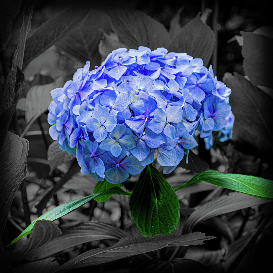 Blue Hydrangea Flower #2 Photograph by Angela Carrion Photography