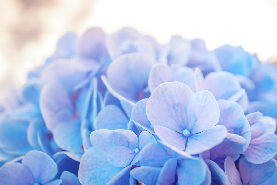 Blue Hydrangea a Photograph by Lilia S