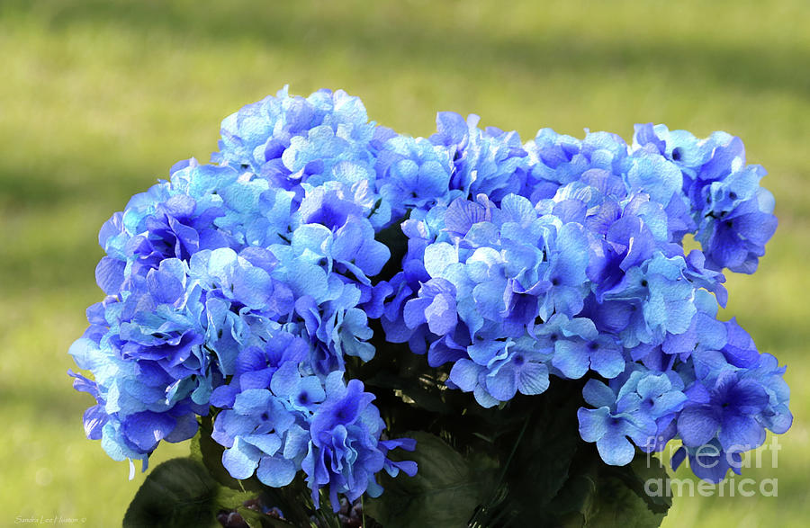 Blue Hydrangea #1 Photograph by Sandra Huston