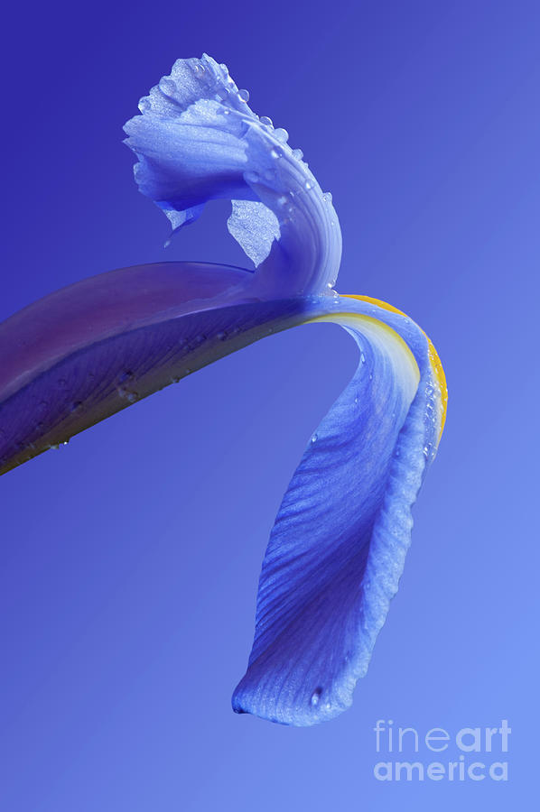 Blue Iris #1 Photograph by David R Mann