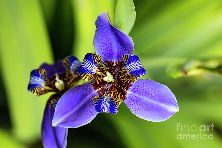 Blue Iris #1 Photograph by Raul Rodriguez