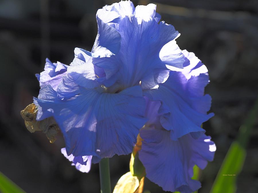 Blue Iris #1 Photograph by Richard Thomas