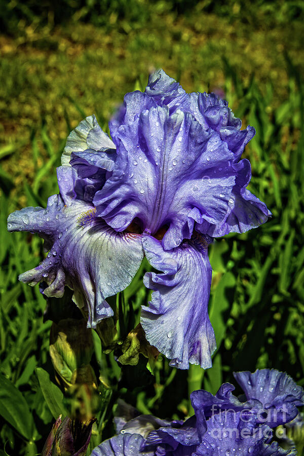 Blue Iris #1 Photograph by Robert Bales