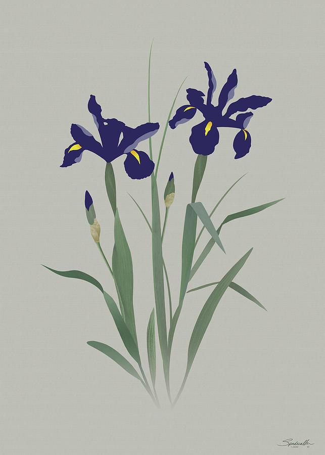 Blue Irises #1 Digital Art by M Spadecaller