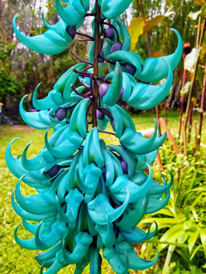 Majestic Blue Jade Vine Photograph by Donna Maltz - Fine Art America
