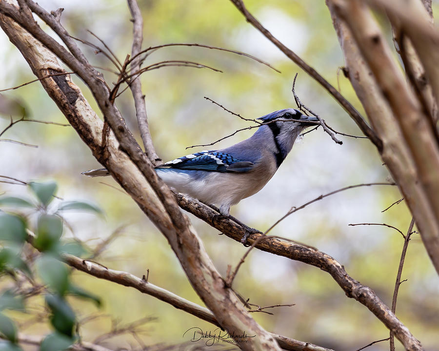 Blue Jay  #1 Photograph by Debby Richards