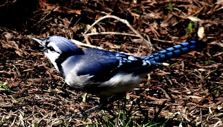 Blue Jay 2 Photograph by Eileen Brymer