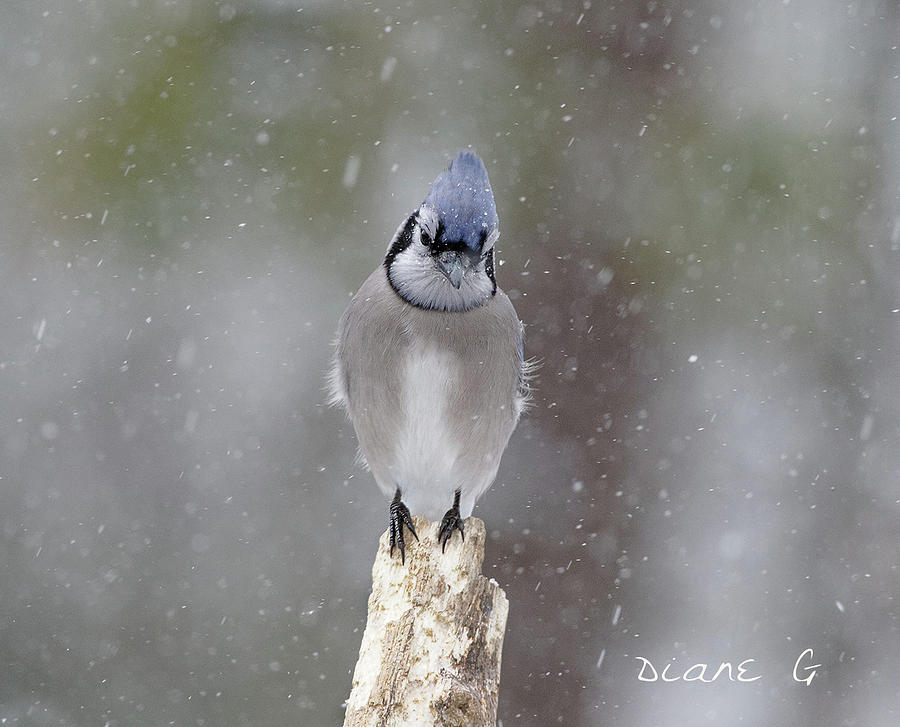 Blue Jay in a storm. #1 Photograph by Diane Giurco