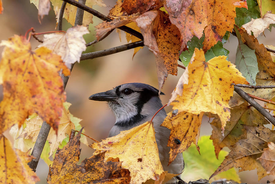 Blue Jay in the leaves #1 Photograph by Dan Friend