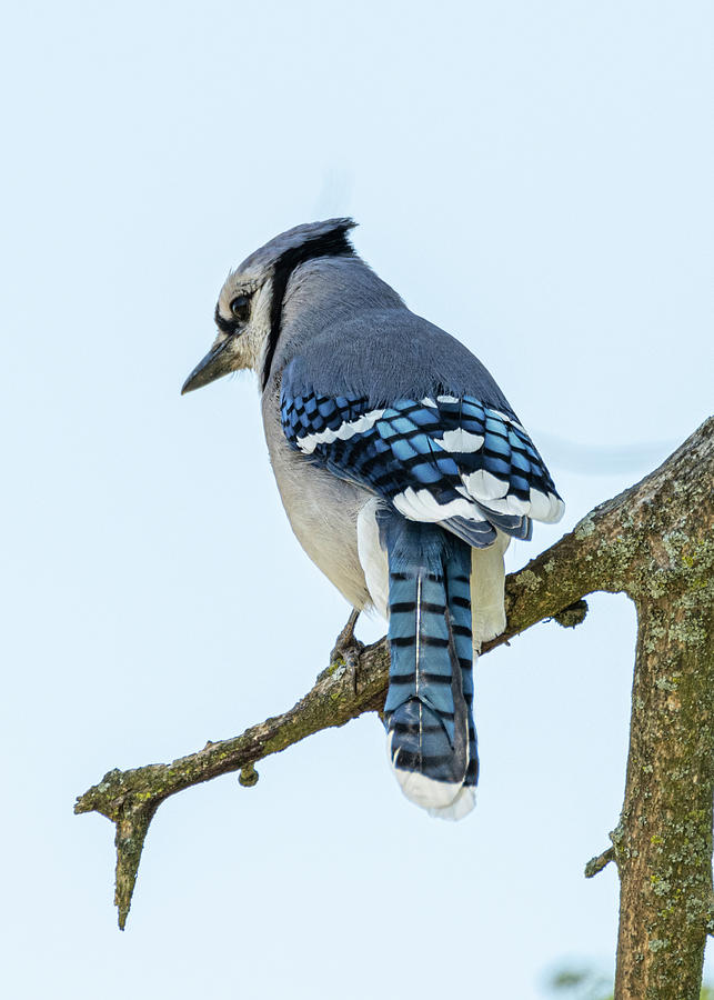 Blue Jay Photograph by Holden The Moment
