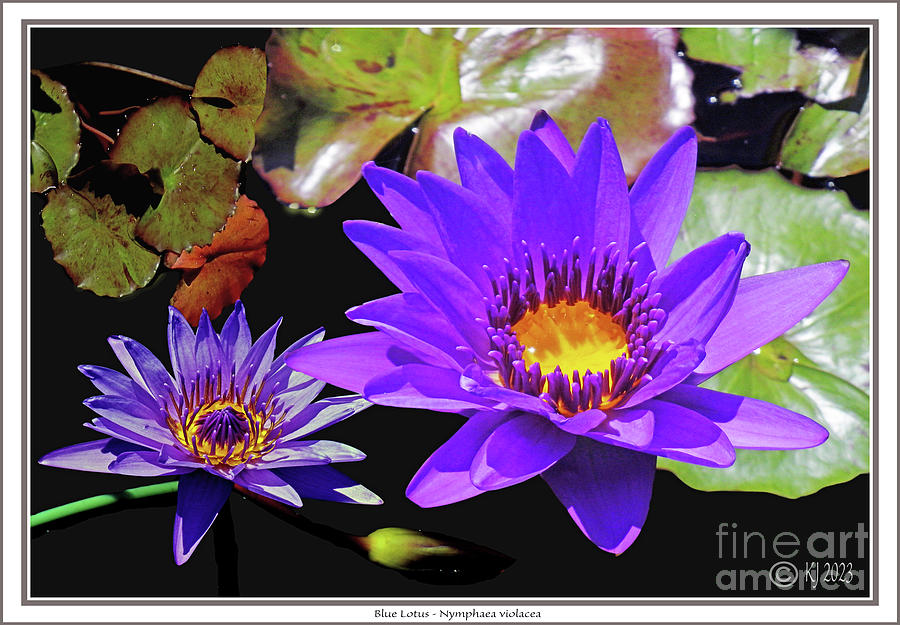 Blue Lotus - Nymphaea violacea Photograph by Klaus Jaritz - Fine Art ...