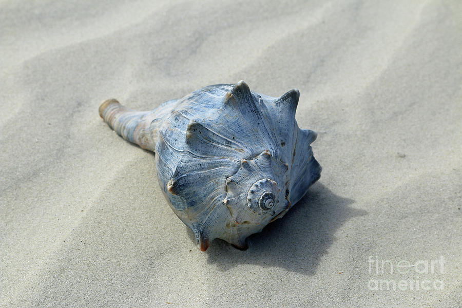 Blue #1 Photograph by Mary Haber