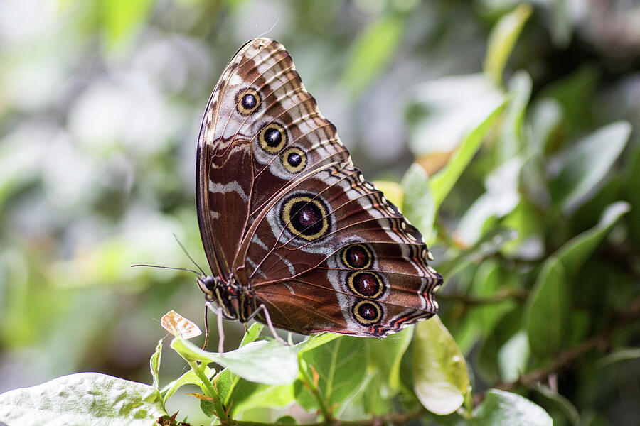 Blue morpho butterfly #1 Photograph by Pietro Ebner