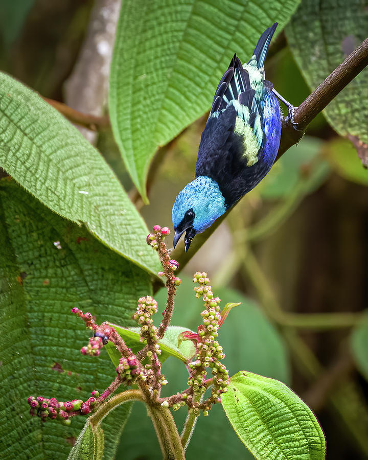 Blue Necked Tanager La Esmeralda Ibague Tolima Colombia #1 Photograph by Adam Rainoff
