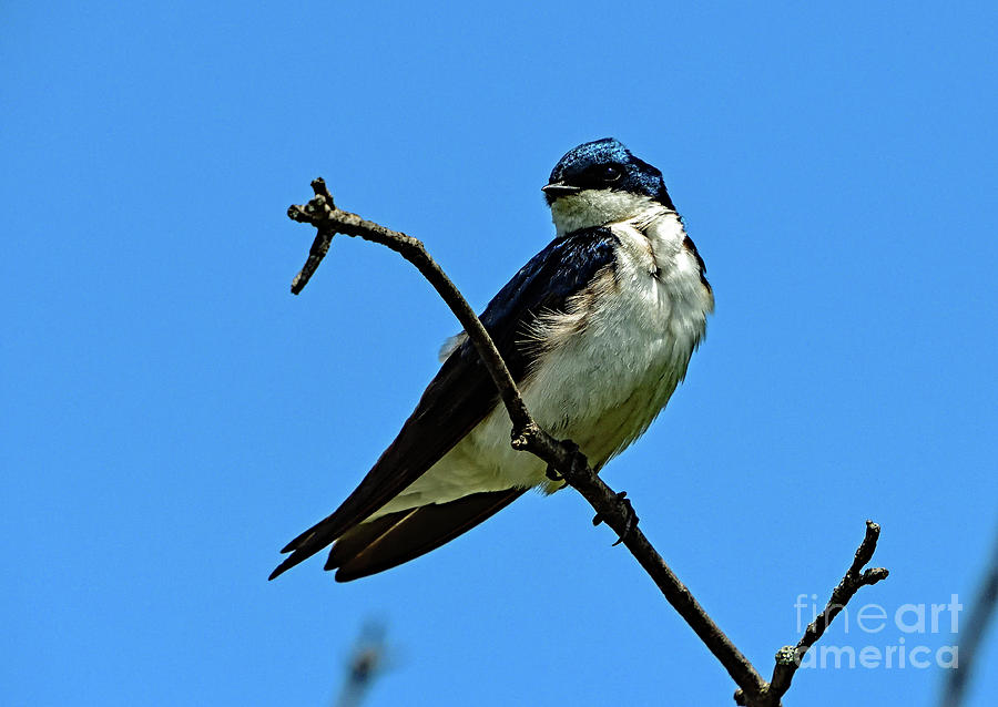 Blue On Blue - Tree Swallow Photograph