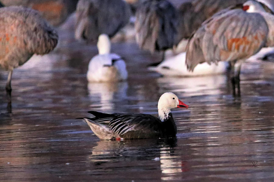 Blue Phase Snow Goose #1 Photograph by Robert Harris
