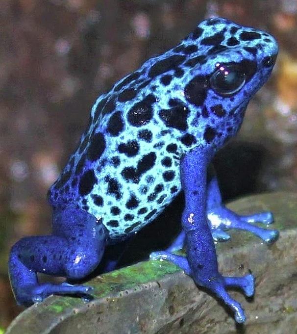 Blue Poison Dart Frog Photograph by Tracy Chambers | Fine Art America