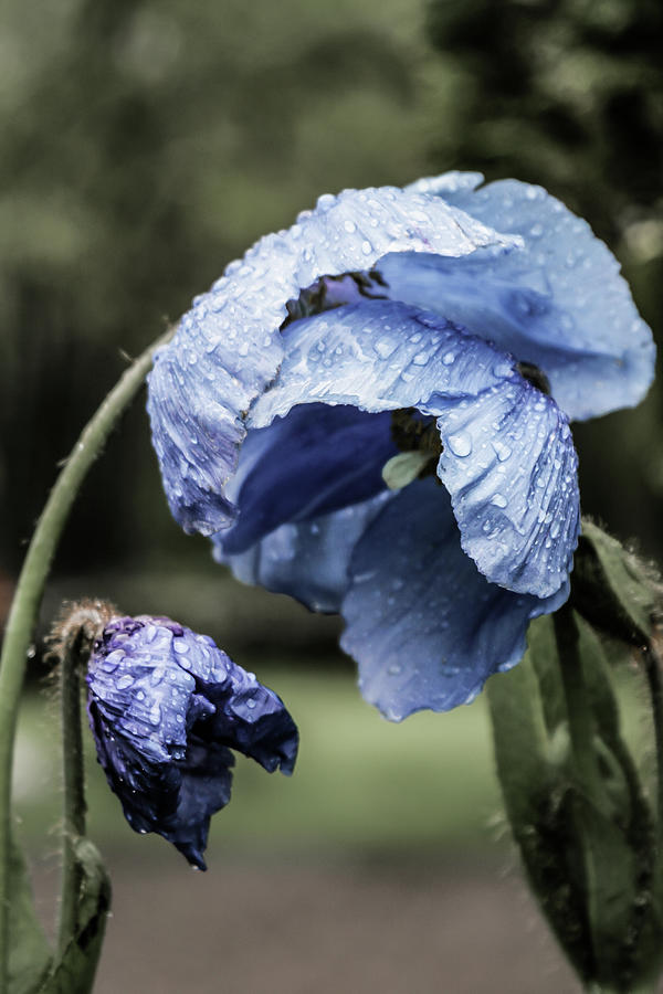 Blue Poppies Sheltering In The Rain Photograph