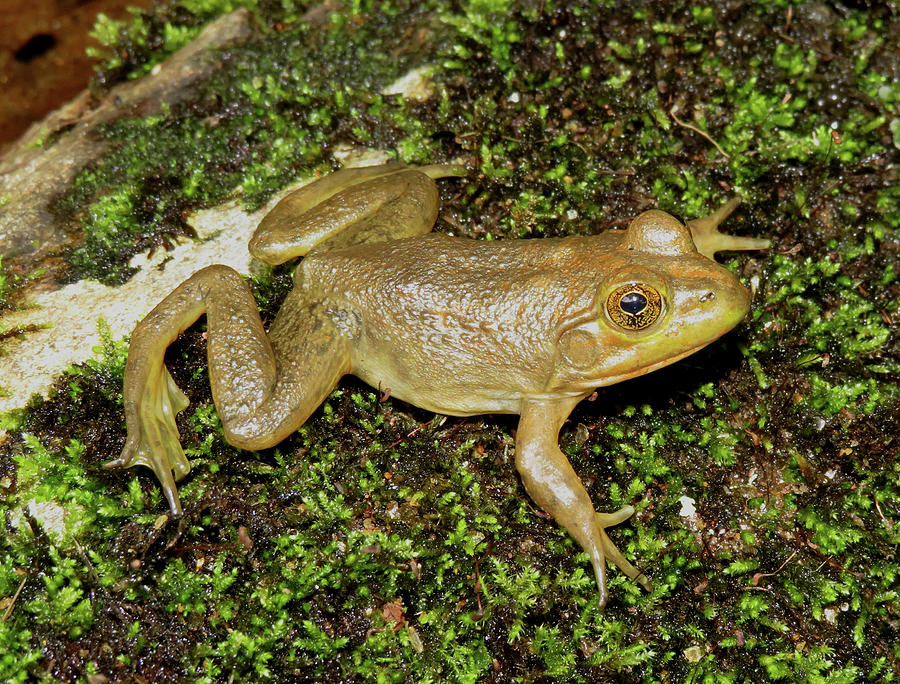 Blue Ridge Green Frog #1 Photograph by Joshua Bales