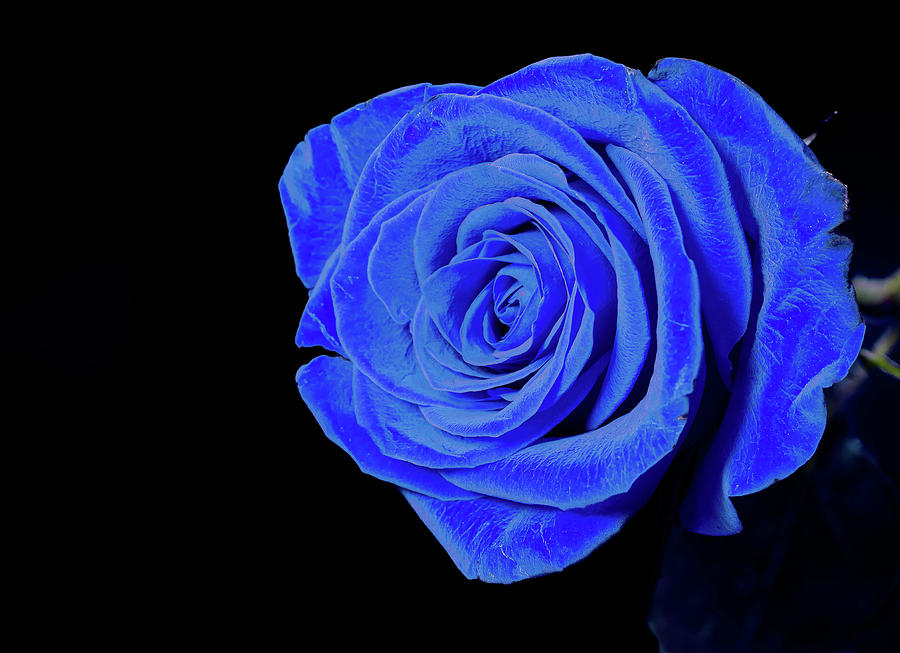 Blue Rose Photograph by Lizzy Douglas - Fine Art America