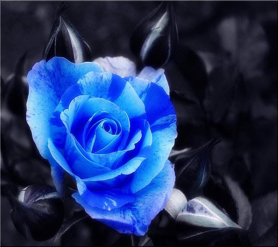 Blue Rose Painting by Lauren Dane - Fine Art America
