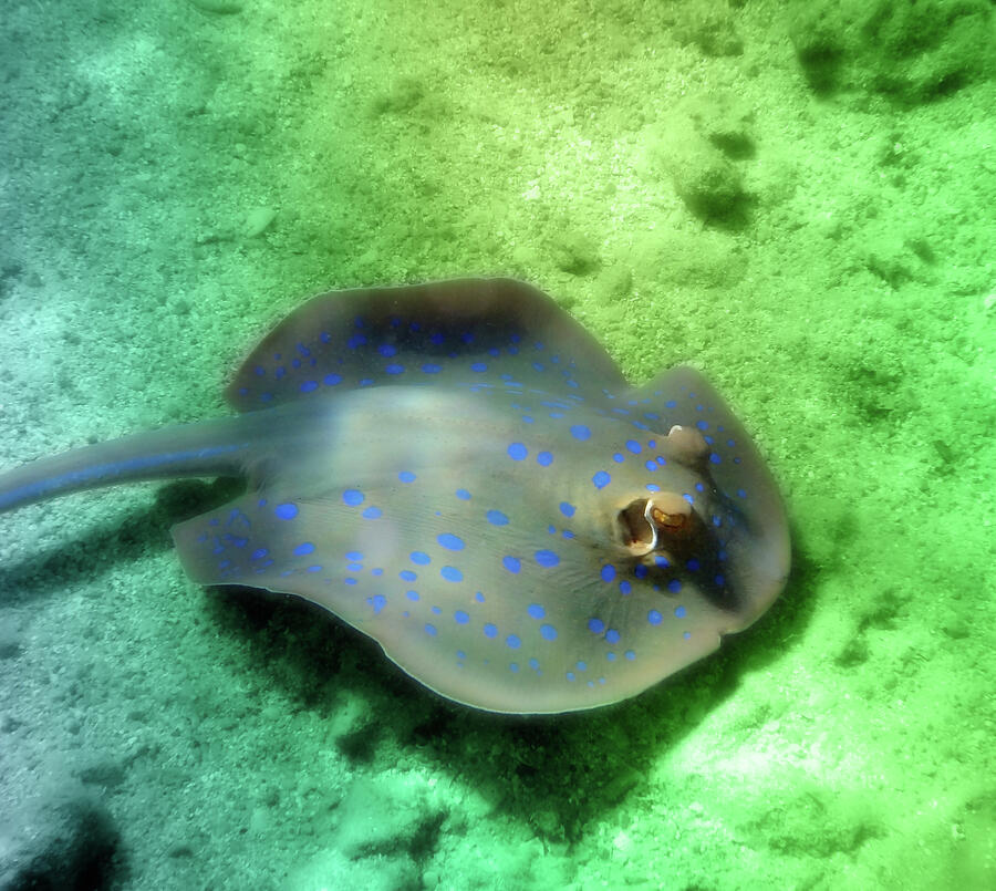 Blue Spotted Stingray In The Red Sea #1 Photograph by Johanna Hurmerinta