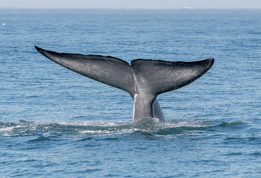 Tail pics whale Whale tail