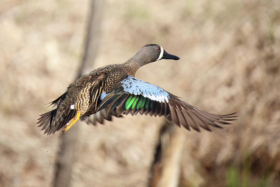 Blue Winged Teal #1 Photograph by Brook Burling