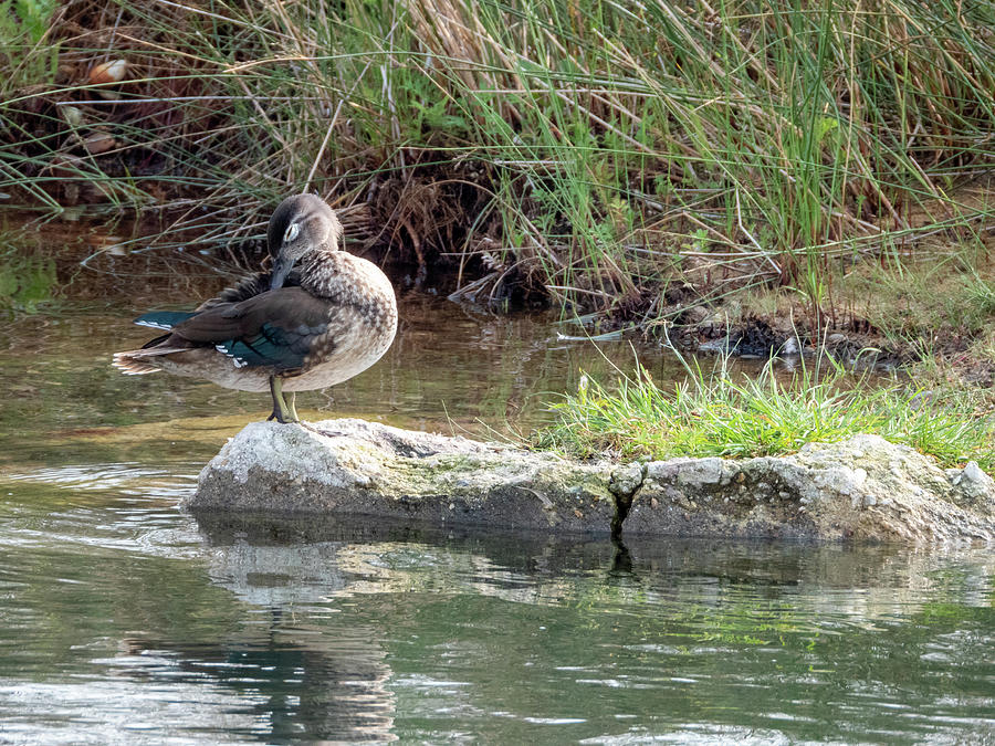 Blue Winged Teal Photograph