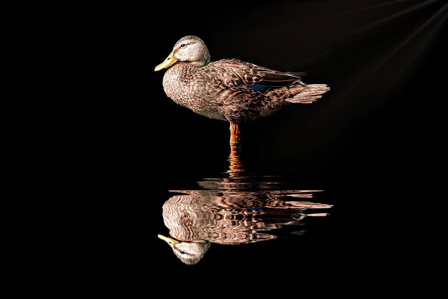 Blue-winged teal with reflection #1 Photograph by Perla Copernik
