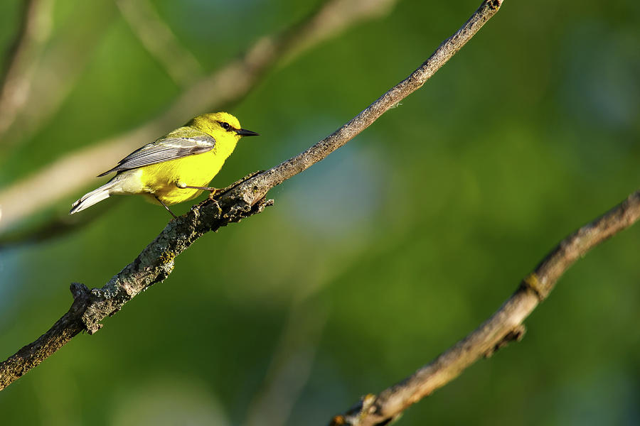 Blue Winged Warbler #1 Photograph by Brook Burling
