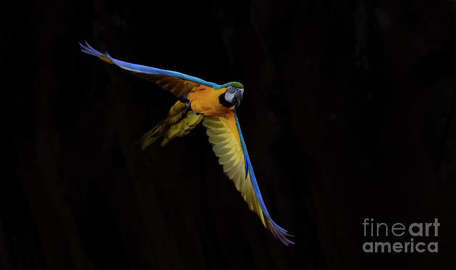 Blue Yellow Macaw #1 Photograph by Patrick Nowotny