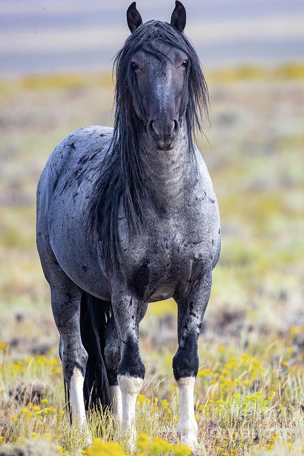 Blue Zeus Photograph by Greg Bergquist - Fine Art America