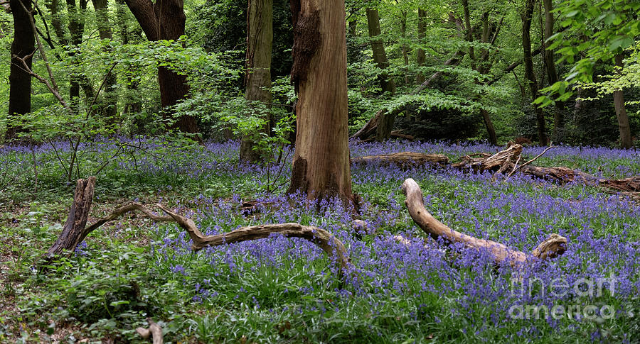 Bluebell Forest #1 Photograph by Milena Boeva