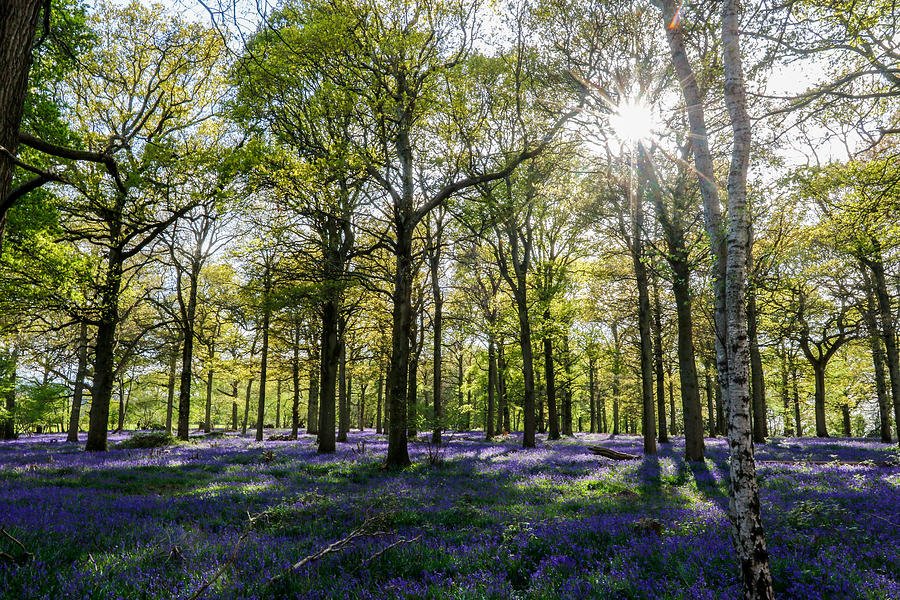 Bluebell forest #1 Photograph by Paul Mansfield Photography