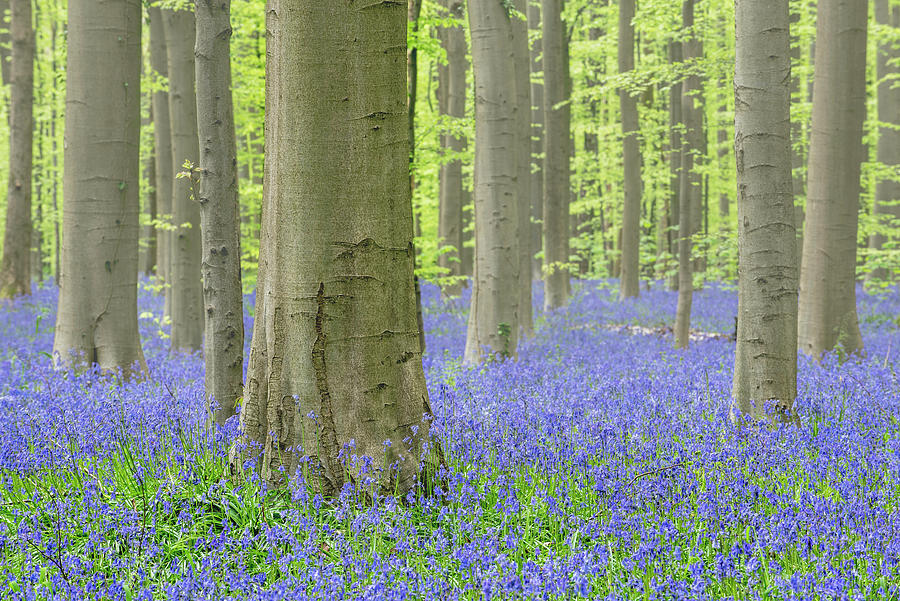 Bluebells in Beech Forest #1 Photograph by Arterra Picture Library